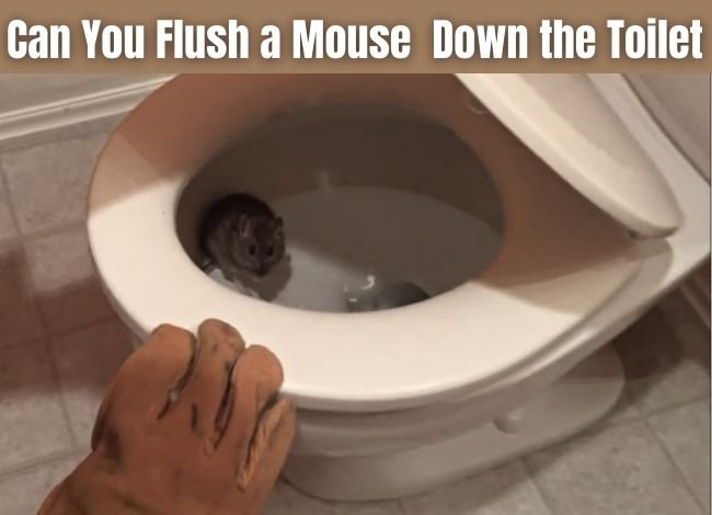 Can You Flush a Mouse or Rodent Down the Toilet