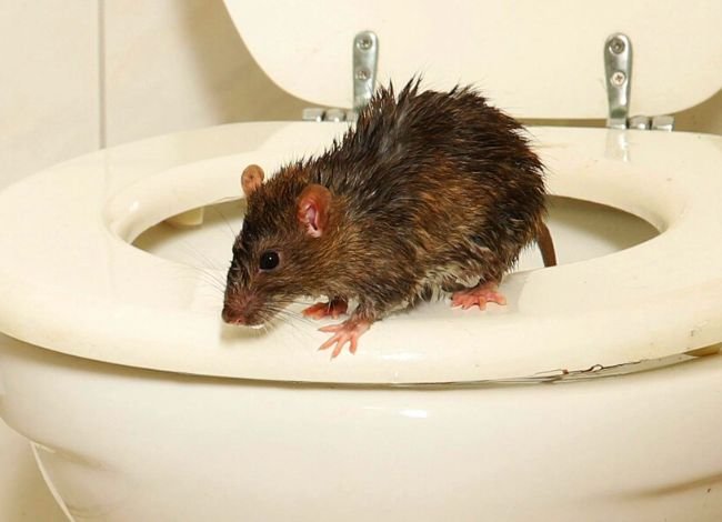 Can I Do If A Rodent Enters My Toilet Bowl